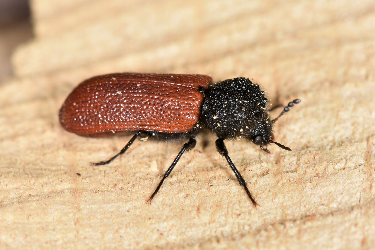 Bostrichidae: Bostrichus capucinus